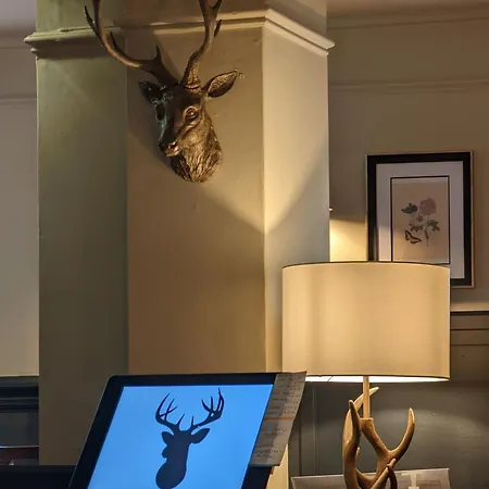The Buck *